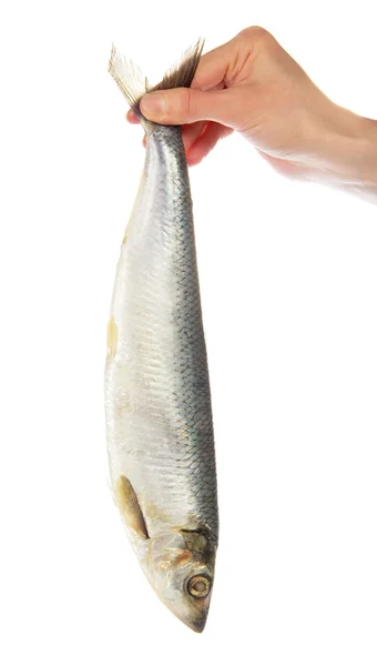 The hand holding a herring for a tail, isolated on white — Stock Photo, Image