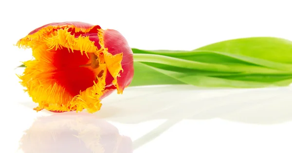 Tulipán brillante cerca, aislado en blanco — Foto de Stock