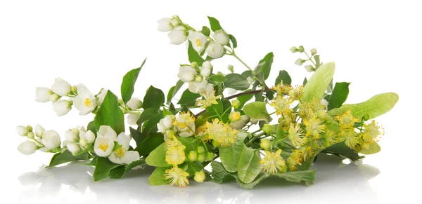 Blommande grenar av en jasmin och linden isolerad på vit — Stockfoto