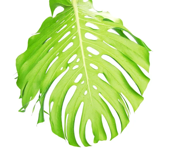 Keerzijde van tropische blad close-up met waterdruppels — Stockfoto