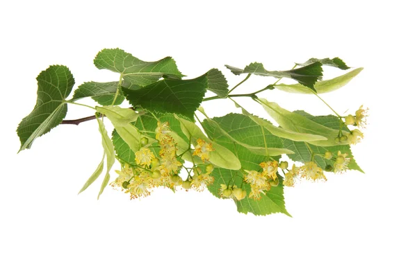 Linden branch with the magnificent fragrant flowers — Stock Photo, Image