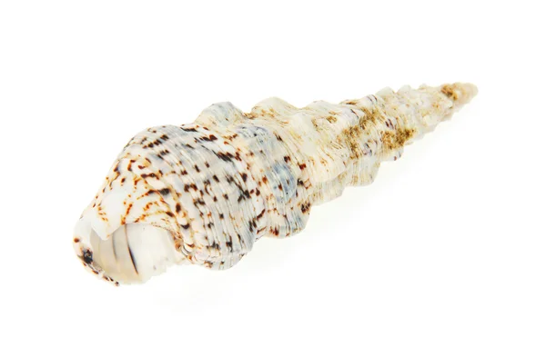 Seashell close up isolated on white — Stock Photo, Image