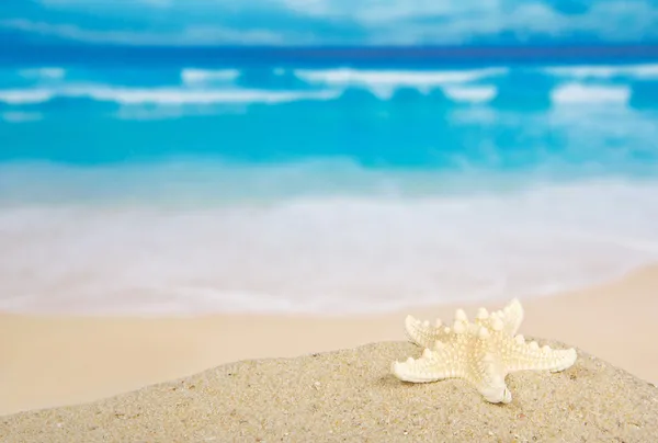 Étoiles de mer sur la belle côte de mer — Photo