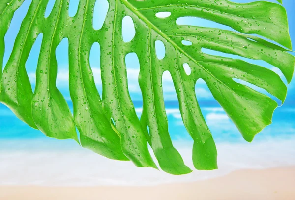 Folha de Monstera com gotas de água contra uma praia — Fotografia de Stock