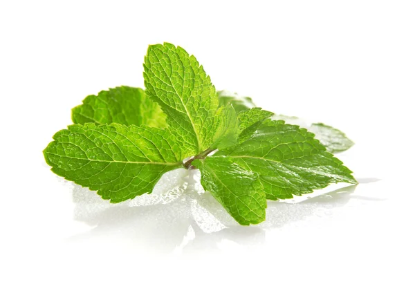 The gentle fresh branch of spearmint isolated on white — Stock Photo, Image