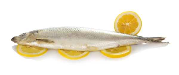 Aringa su fette di limone isolata su bianco — Foto Stock