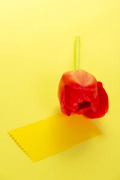 Красный тюльпан и пустая карточка для текста на желтом фоне — стоковое фото