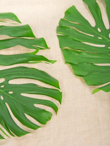 Green tropical leaves on a sacking — Stock Photo, Image