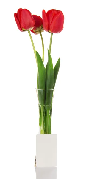 Red tulips in a vase and empty card, isolated on white — Stock Photo, Image