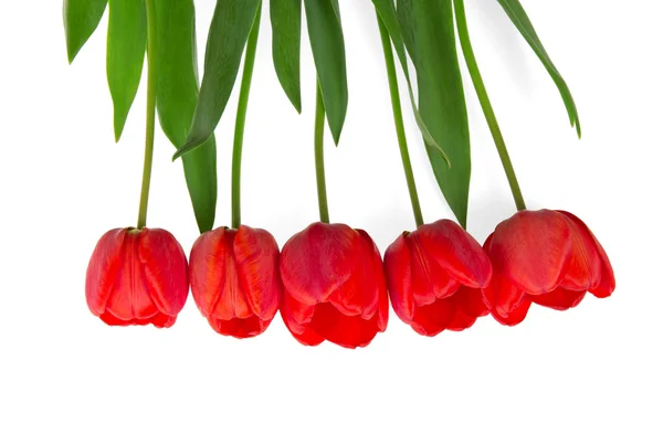 Пять свежих красных тюльпанов — стоковое фото