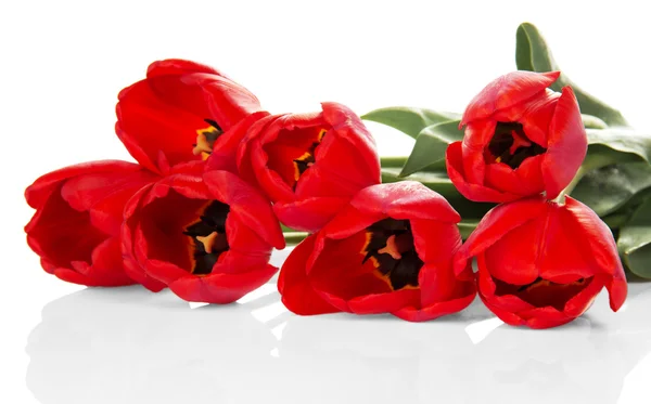 Bouquet de tulipes rouges en gros plan, isolé sur blanc — Photo