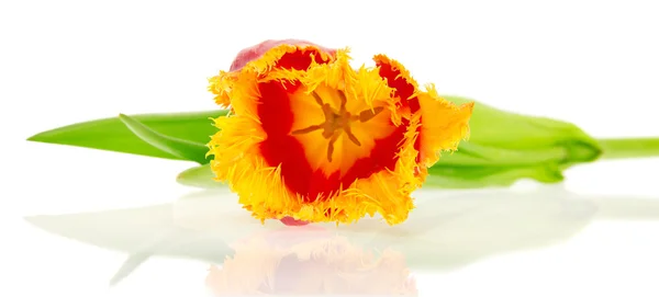 Licht tulip close-up, geïsoleerd op wit — Stockfoto