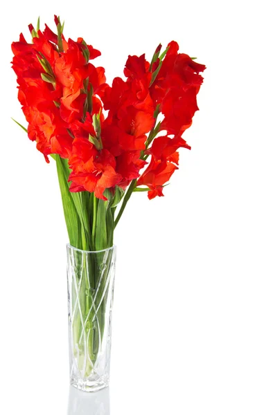 Red gladiolus in transparent vase isolated on white — Stock Photo, Image