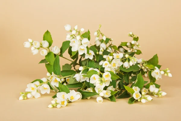 Boeket uit de bloeiende jasmijn takken, op een beige achtergrond — Stockfoto