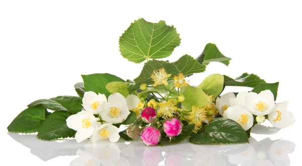 Jasmin gren, lind blommor och knoppar av en ros — Stockfoto