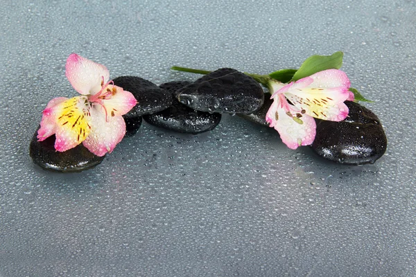 Fiore di un alstroemeria e pietre in gocce dell'acqua, su uno sfondo grigio — Foto Stock