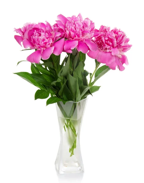 Три больших розовых пиона в стеклянной вазе, изолированные на белом — стоковое фото