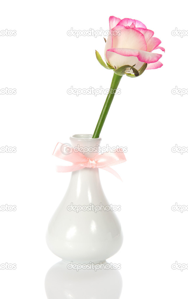 Rose in a vase decorated with a bow, isolated on white