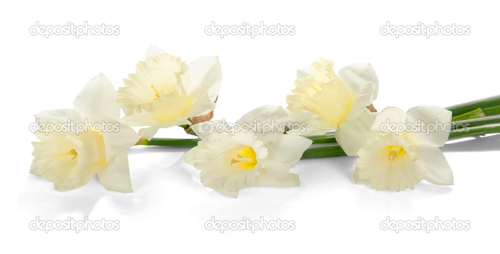 White colored daffodil flowers isolated on white