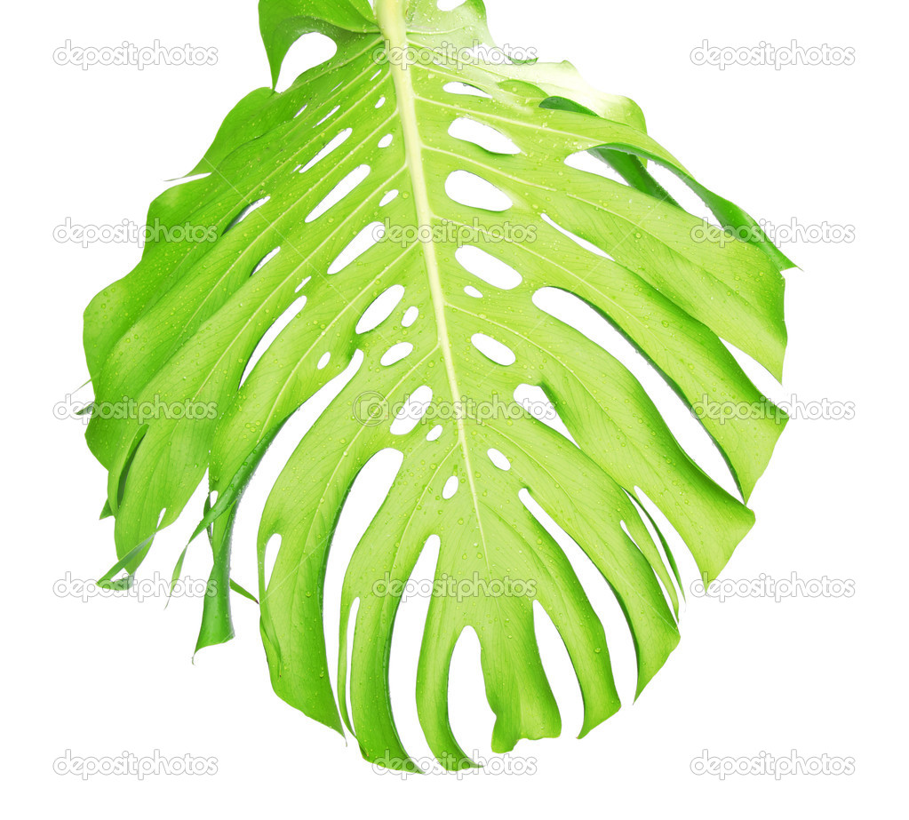 Reverse side of tropical leaf close up with water drops