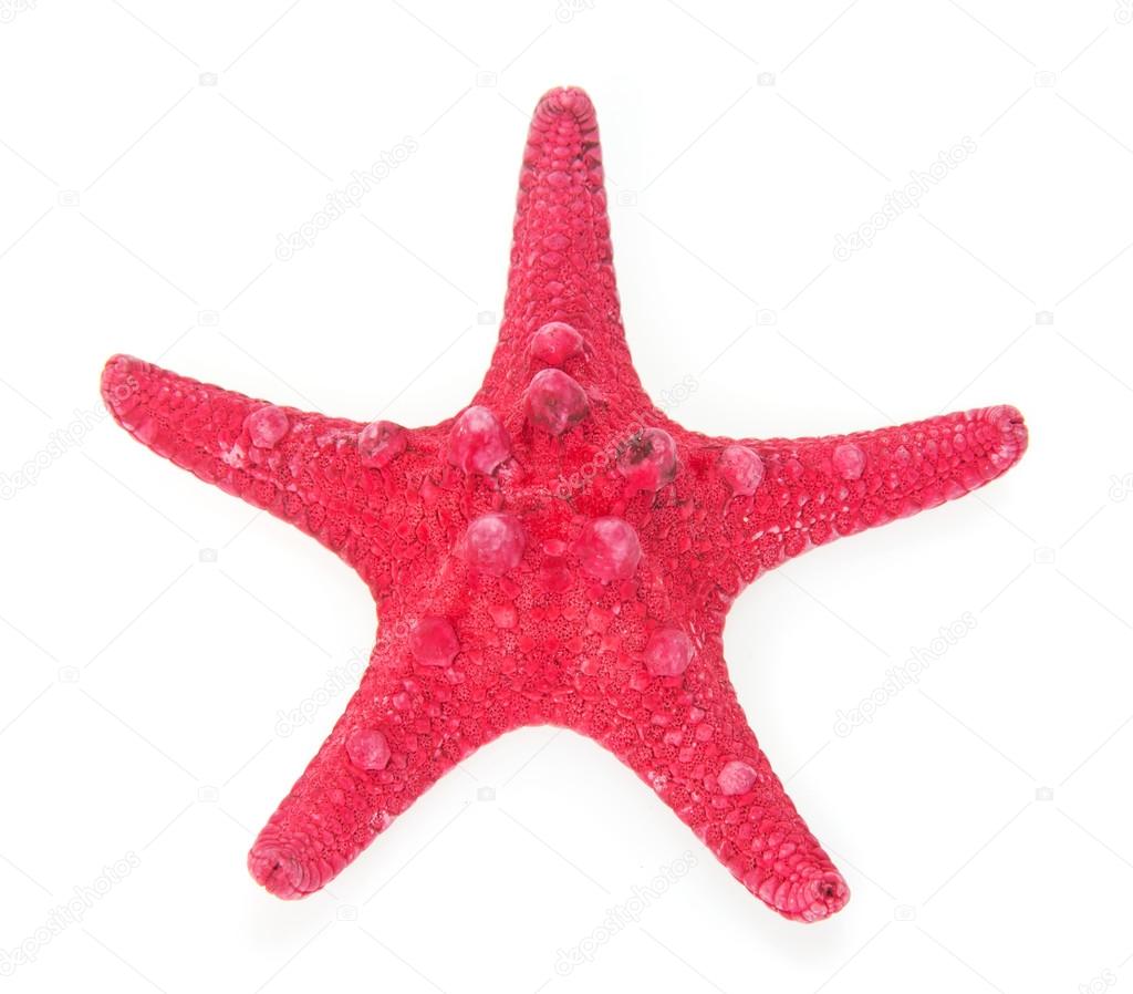 Red starfish close up isolated on white