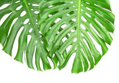 İki parlak tropikal yaprak delik üzerinde beyaz izole kapatmak