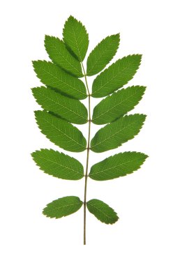 üvez ağacının yaprak