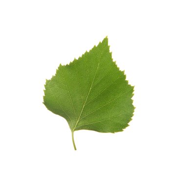 Yeşil huş yaprağı