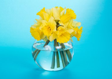 mavi bir arka plan üzerinde bir cam vazo içinde yumuşak sarı narcissuses