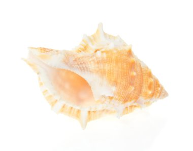 Seashell yakın çekim üzerinde beyaz izole