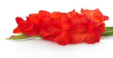 Kırmızı çiçekler beyaz üzerine izole