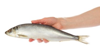 Salty herring in the female hand, isolated on white clipart