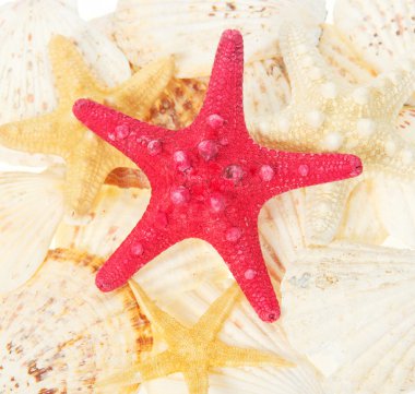 starfishes ve cockleshells. arka plan