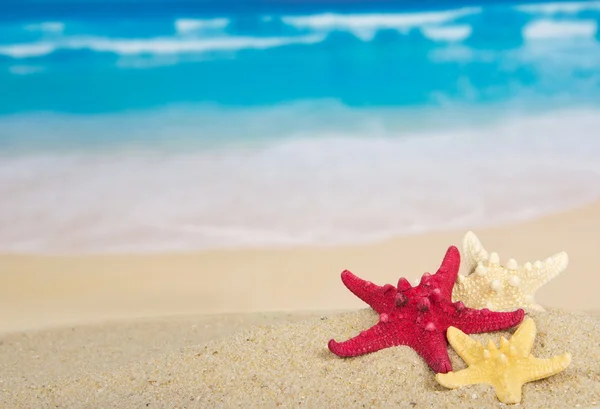 Three starfishes on the beautiful sea coast — Stock Photo, Image