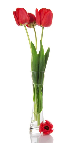 Tulips in a vase isolated on white — Stock Photo, Image