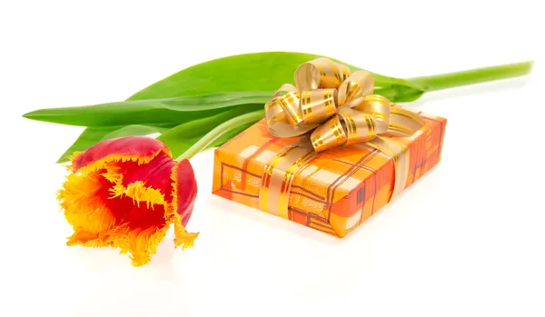 Тюльпан и коробка с подарком, изолированные на белом — стоковое фото