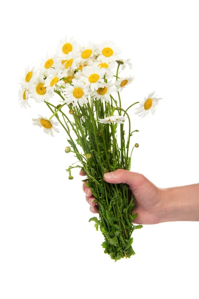 La main féminine tenant un bouquet de camomille — Photo