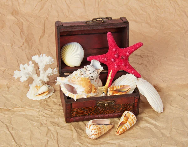 Sea shells, cockleshells, starfishes in a chest on old paper — Stock Photo, Image