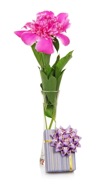 Big pink peony in the glass vase, and the gift box — Stock Photo, Image