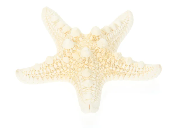 Starfish close up isolated on white — Stock Photo, Image