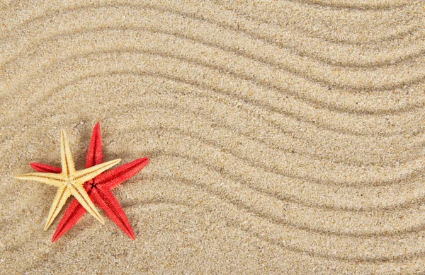 Délicieuses étoiles de mer sur sable — Photo
