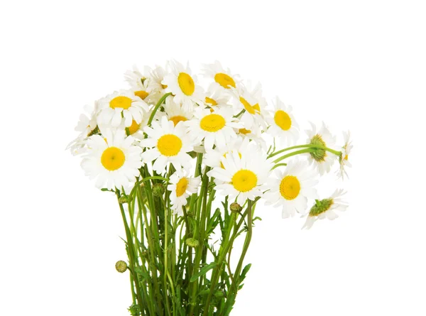 Bouquet di molti bellissimi fiori di camomilla — Foto Stock