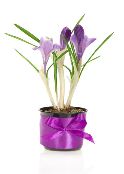 Vaso di crochi decorato con un nastro e un fiocco, isolato su bianco — Foto Stock