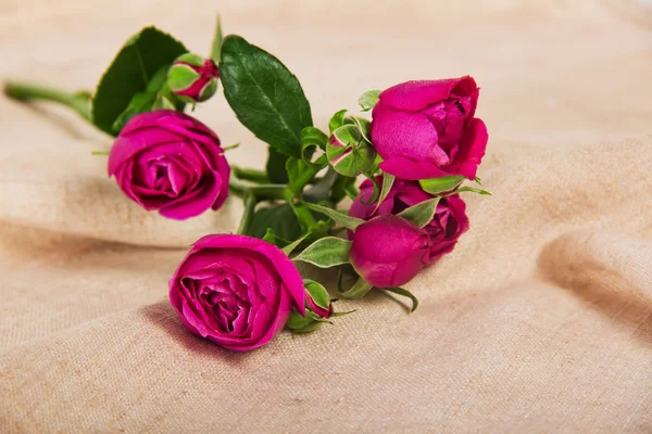 Fine pink roses — Stock Photo, Image