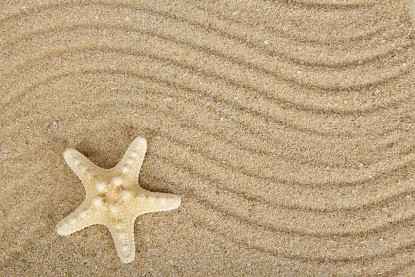 Heerlijke zeesterren op zand — Stockfoto