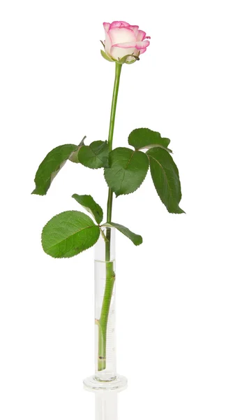 Róża w cylinder pomiarowy na białym tle — Zdjęcie stockowe