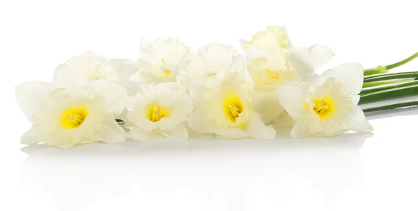 The charming white narcissuses isolated on white — Stock Photo, Image