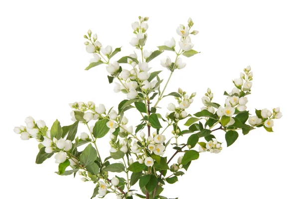 Kvist av blommande jasmin — Stockfoto