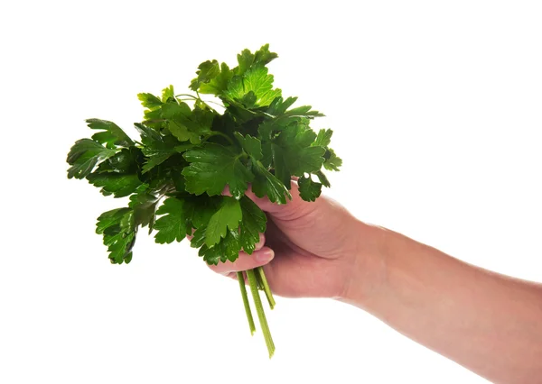 Petersilienstrauß in einer weiblichen Hand — Stockfoto