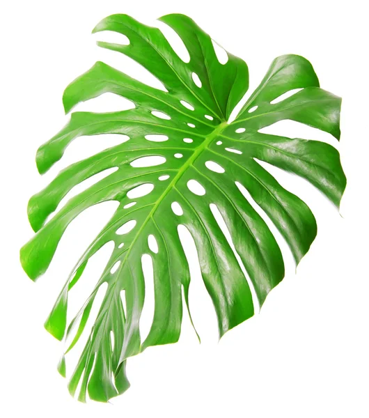 Single Monsteras leaf — Stock Photo, Image